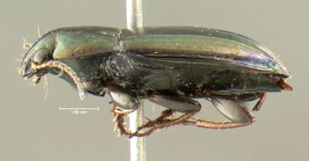 Media type: image;   Entomology 614252 Aspect: habitus lateral view